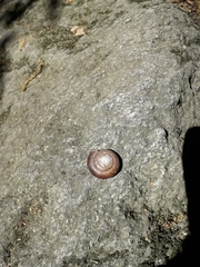 Glyptostoma gabrielense