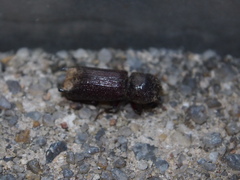 Bostrychopsis parallela