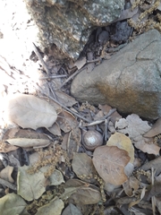 Glyptostoma gabrielense