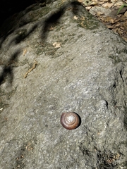 Glyptostoma gabrielense