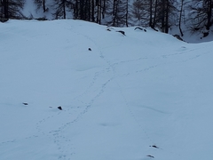 Marmota marmota