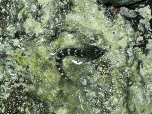 Galapagos-vieroog-slijmvis (Dialommus fuscus) — Labrisomidae — 2