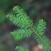Taxus brevifolia - Photo (c) Joanne Siderius,  זכויות יוצרים חלקיות (CC BY-NC), uploaded by Joanne Siderius