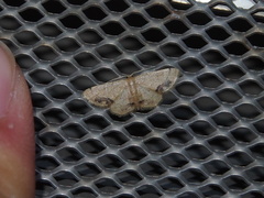Idaea chotaria