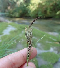 Carex nudata