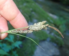 Carex nudata