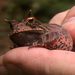 Boie's Frog - Photo (c) Arthur Chapman, some rights reserved (CC BY-NC-SA)