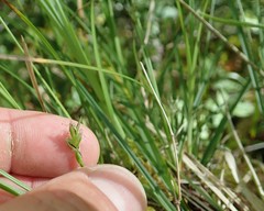Carex globosa