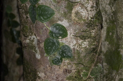 Monstera tuberculata image