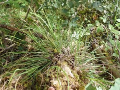 Carex globosa