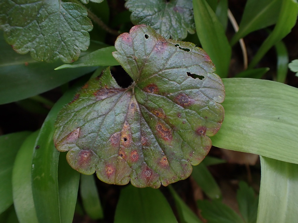 ground-ivy-rust-from-79232-march-germany-on-march-14-2024-at-01-58-pm