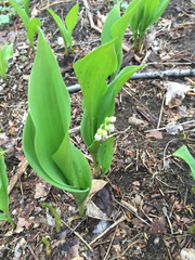 Convallaria