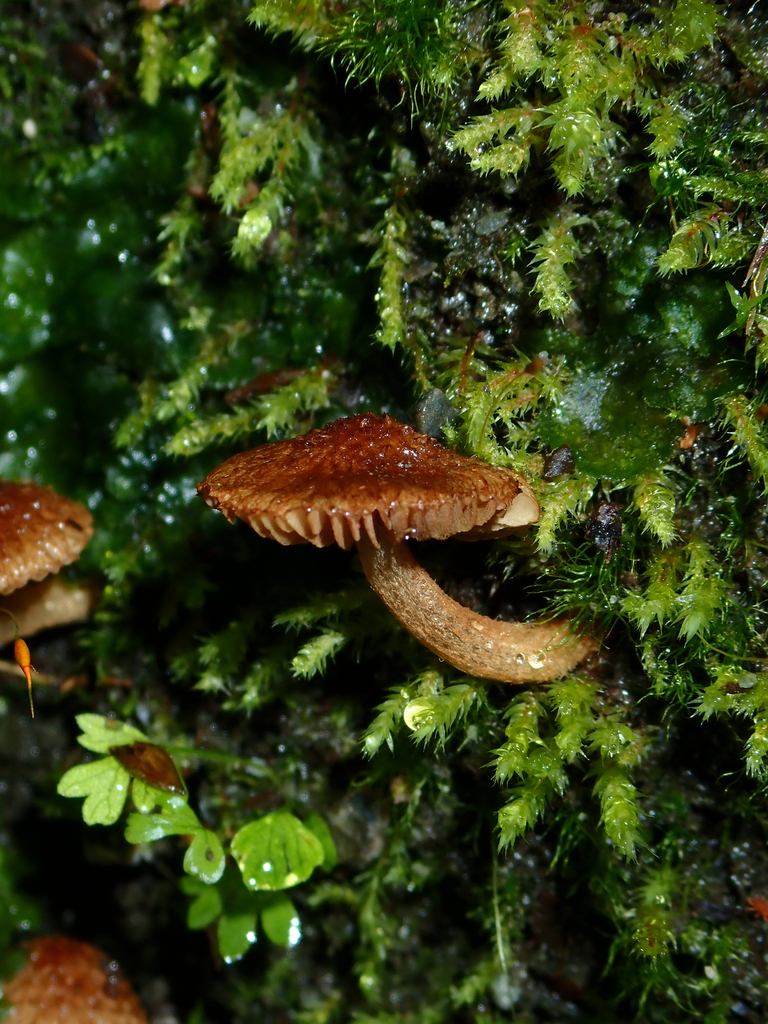 Common Gilled Mushrooms and Allies from QueenstownLakes District
