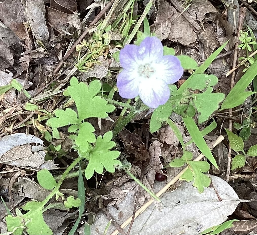 Texas baby blue eyes from Goliad State Park & Historic Site, Goliad, TX ...