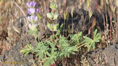 Lupinus odoratus