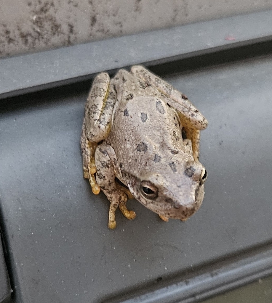 Squirrel Treefrog from Fox Hill - Grandview, Hampton, VA, USA on March ...