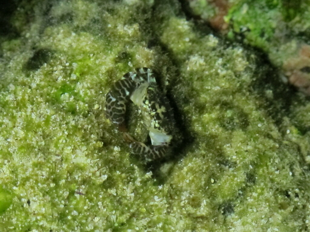 Eriphia granulosa