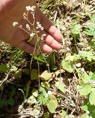 Micranthes californica