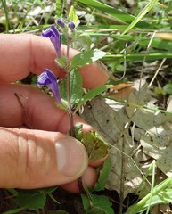 Scutellaria tuberosa
