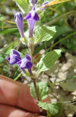 Scutellaria tuberosa