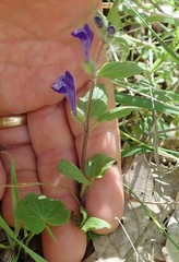 Scutellaria tuberosa