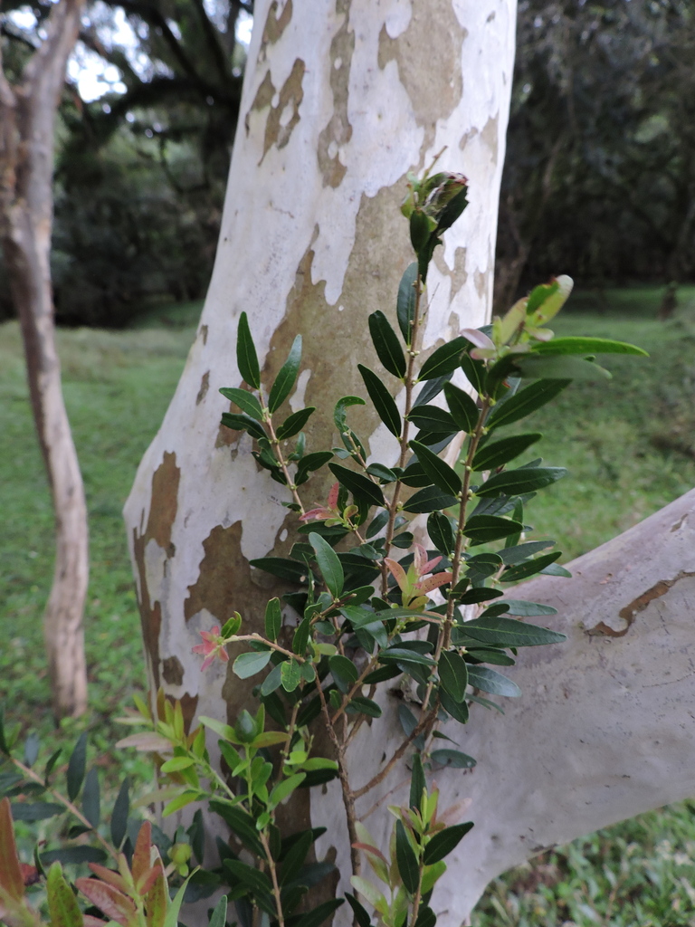 Siphoneugena reitzii