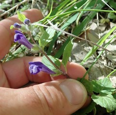 Scutellaria tuberosa