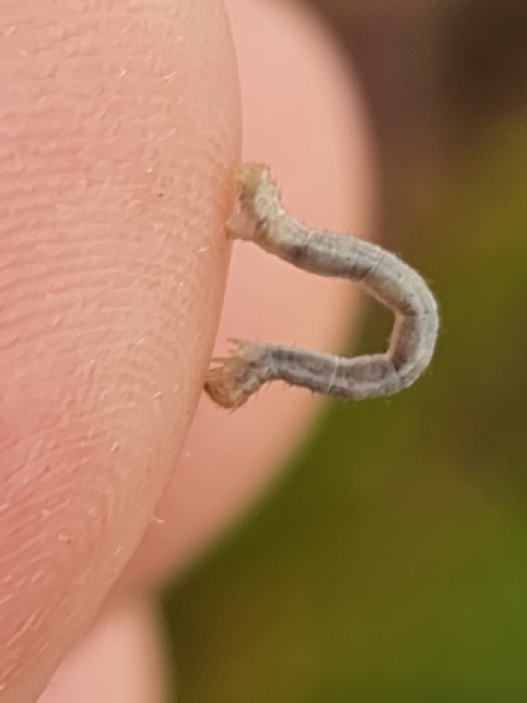 Cryptic Bark Moth from Blackadder Rd After Woodbridge Cl, Swan View WA ...