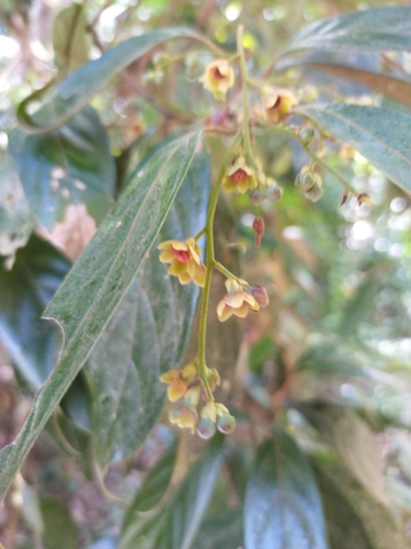 Endiandra hypotephra observed 2024-03-13
