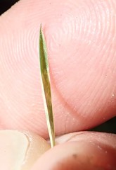 Poa kelloggii