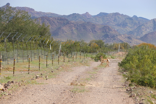 Mexican Pronghorn photographed in Arizona