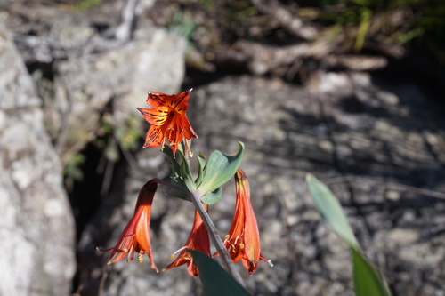 Alstroemeria rupestris