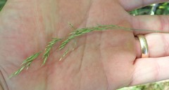 Poa kelloggii