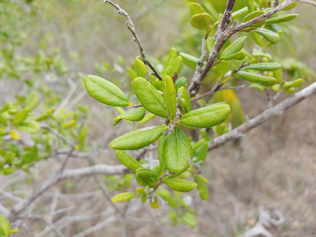 Bourreria virgata; photograph (c) Kurt Miller, some rights reserved (CC BY-SA)