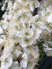 Prunus