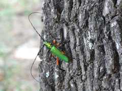 Plinthocoelium suaveolens