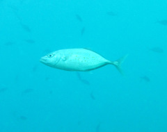 Flavocaranx bajad