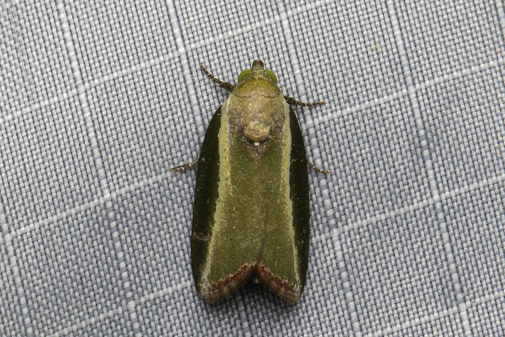 Ariola pallidithorax