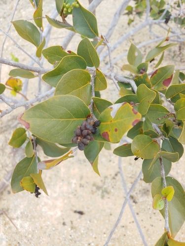 Coccoloba krugii, photograph 6