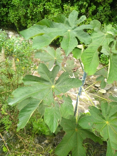 Cecropia andina