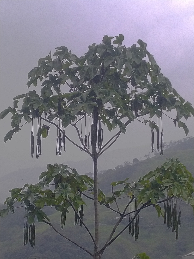 Cecropia utcubambana