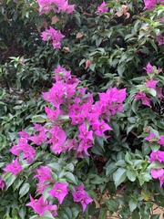 Bougainvillea