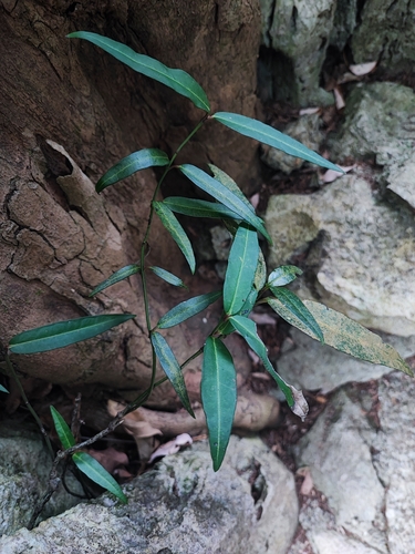 Gardneria nutans iNat (3)