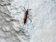 Polytoxus fuscovittatus