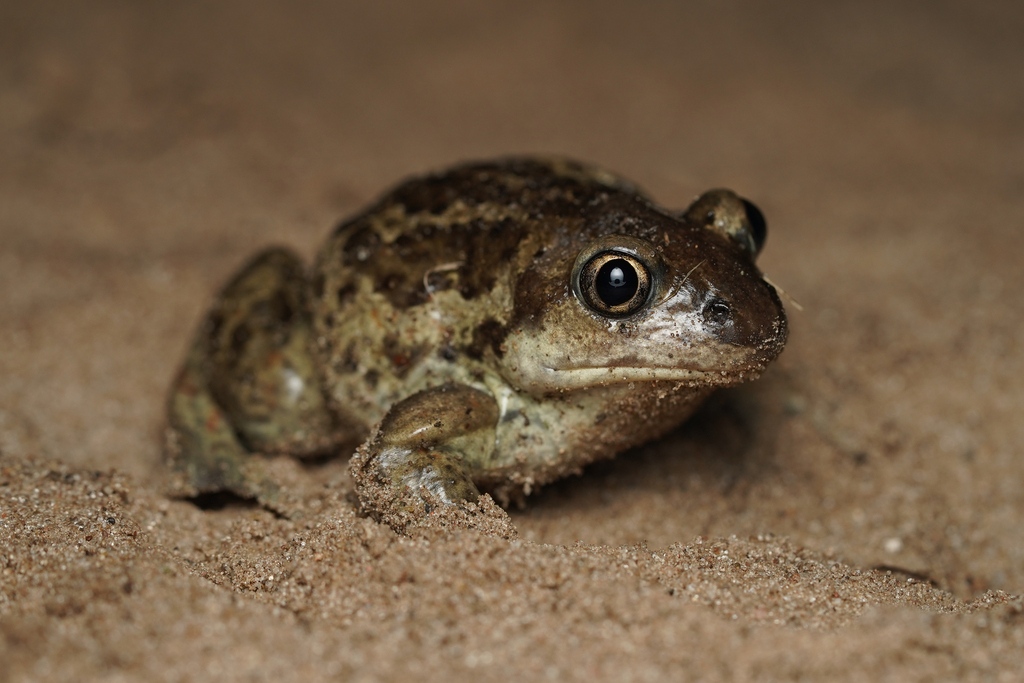 Common Spadefoot in March 2024 by Sven Gippner · iNaturalist