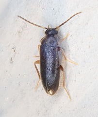 Canifa pallipes