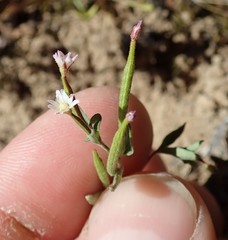 Epilobium minutum