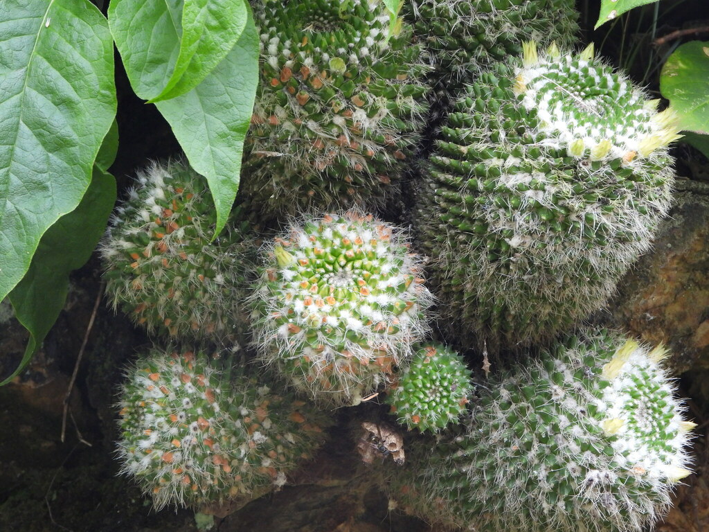 Mammillaria geminata nejapensis from Santa María Tlahuitoltepec, Oax ...