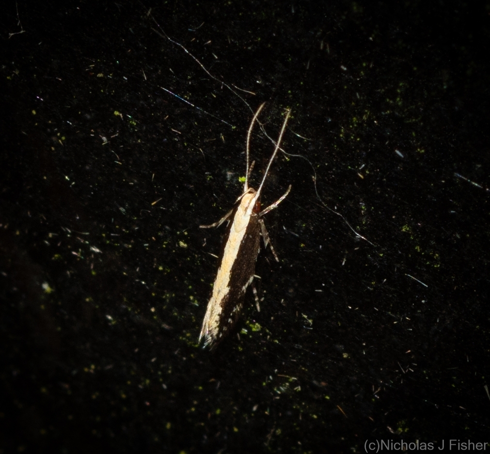 Labdia promacha
