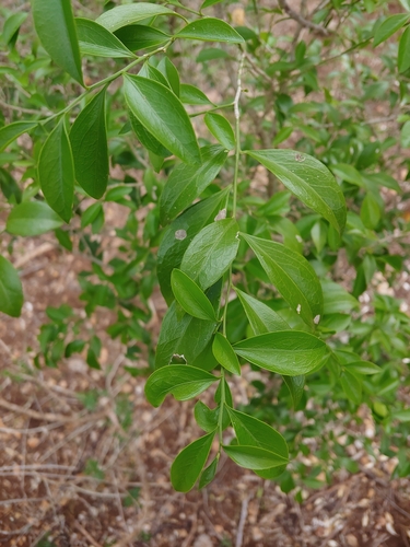 Schaefferia frutescens, photograph 6